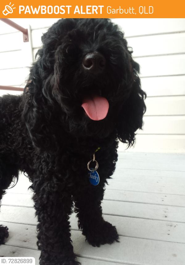 Found/Stray Male Dog last seen Garbutt preschool , Garbutt, QLD 4814