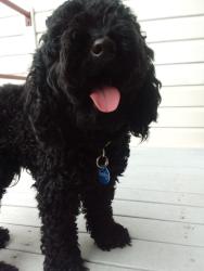 Found/Stray Male Dog last seen Garbutt preschool , Garbutt, QLD 4814