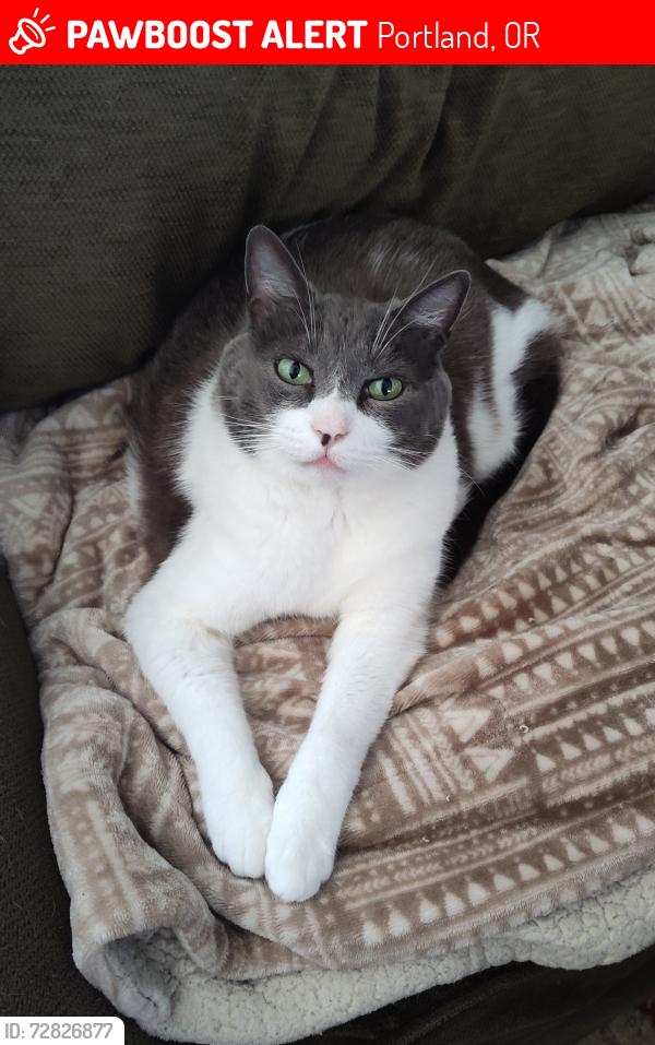 Lost Male Cat last seen Kelly & Iowa St, Portland, OR 97239