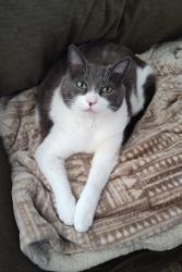 Lost Male Cat last seen Kelly & Iowa St, Portland, OR 97239
