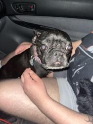 Found/Stray Female Dog last seen Fm620 and Concordia university drive , Austin, TX 78726