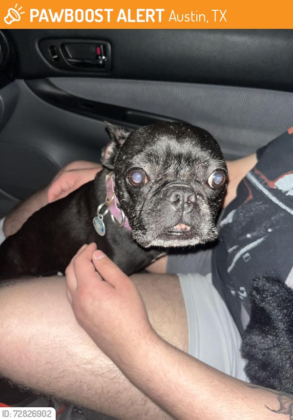 Found/Stray Female Dog last seen Fm620 and Concordia university drive , Austin, TX 78726