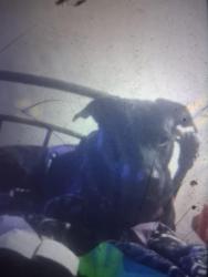 Lost Male Dog last seen Broadway , St. Louis, MO 63111