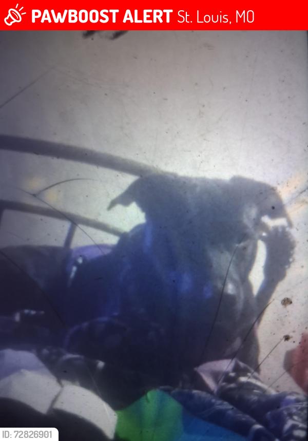Lost Male Dog last seen Broadway , St. Louis, MO 63111