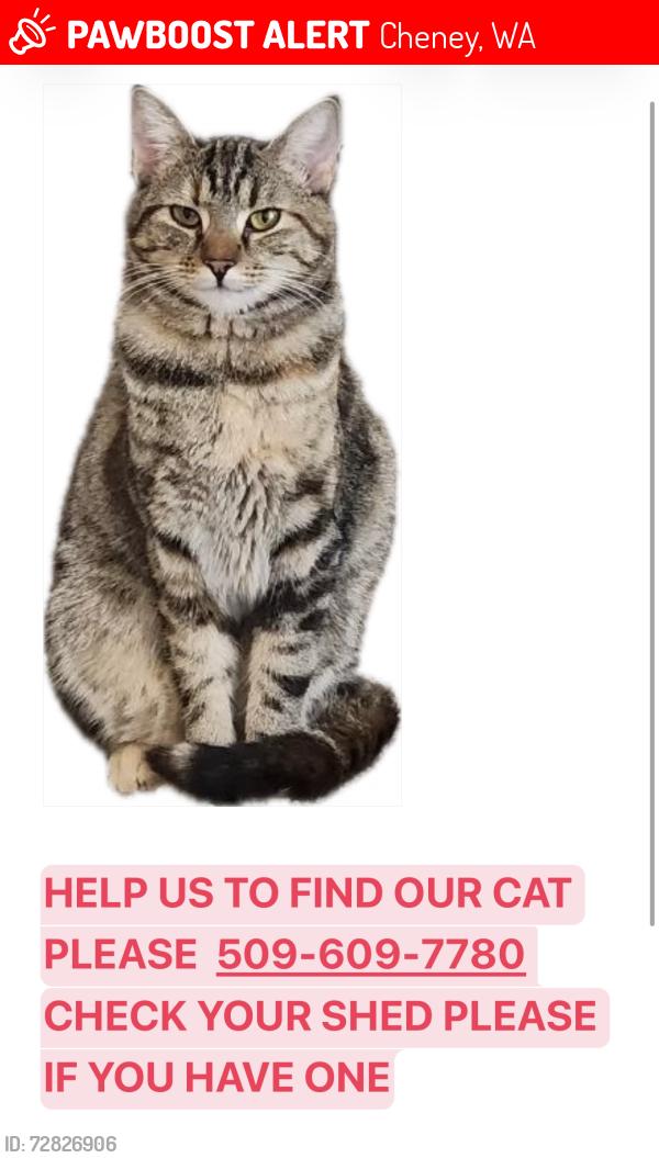 Lost Female Cat last seen Aero road , Cheney, WA 99004