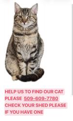Lost Female Cat last seen Aero road , Cheney, WA 99004