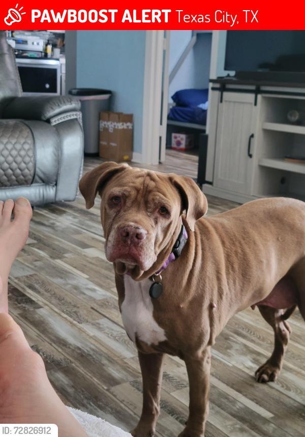 Lost Female Dog last seen Near amaco Bank on Texas avenue, Texas City, TX 77590