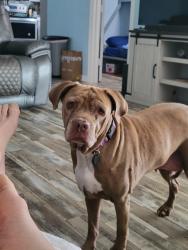 Lost Female Dog last seen Near amaco Bank on Texas avenue, Texas City, TX 77590