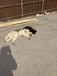 Lost Female Dog last seen Rowlett texas, Rowlett, TX 75088
