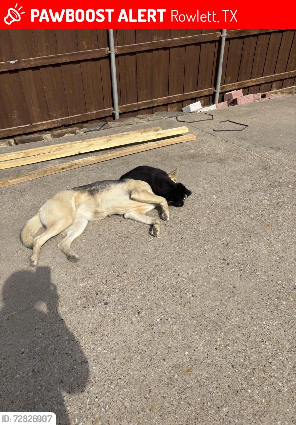 Lost Female Dog last seen Rowlett texas, Rowlett, TX 75088