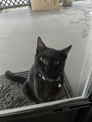 Lost Male Cat last seen Near cherry creek rd, Dayton, TX 77535