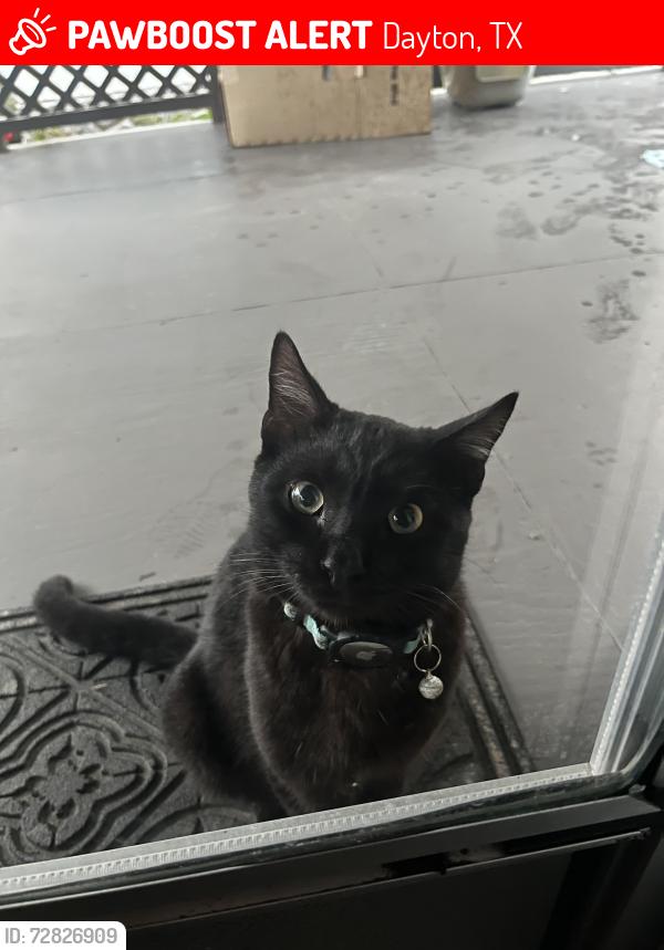 Lost Male Cat last seen Near cherry creek rd, Dayton, TX 77535