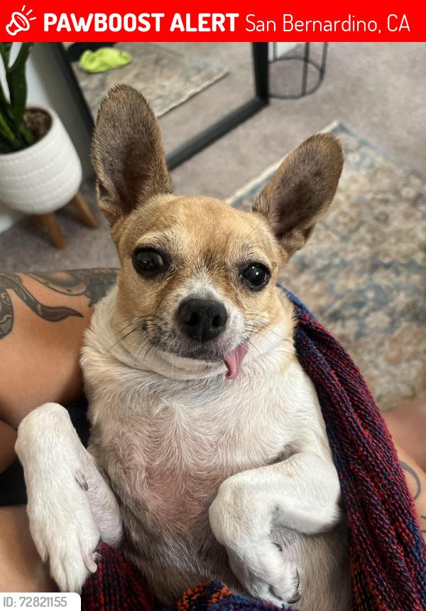 Lost Female Dog last seen Near Foothill Boulevard , San Bernardino, CA 92410