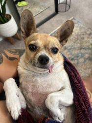 Lost Female Dog last seen Near Foothill Boulevard , San Bernardino, CA 92410
