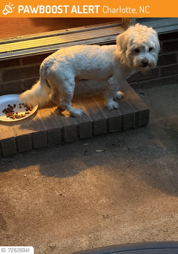 Found/Stray Male Dog last seen Billmark & Wyndham Pointe , Charlotte, NC 28213