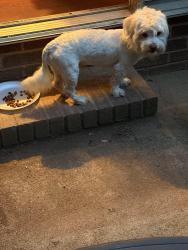 Found/Stray Male Dog last seen Billmark & Wyndham Pointe , Charlotte, NC 28213