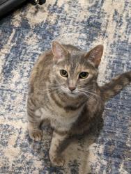 Lost Female Cat last seen Groton Dr and Main St, Westerville, OH 43081