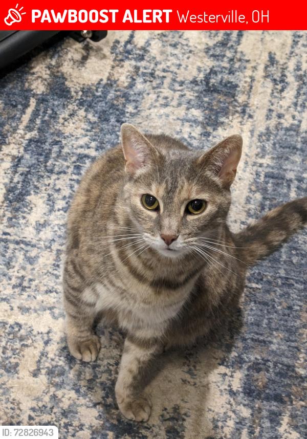 Lost Female Cat last seen Groton Dr and Main St, Westerville, OH 43081