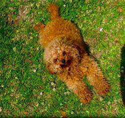 Lost Female Dog last seen Near Holly circle Gulfport MS 39501, Gulfport, MS 39501