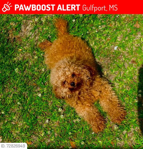 Lost Female Dog last seen Near Holly circle Gulfport MS 39501, Gulfport, MS 39501