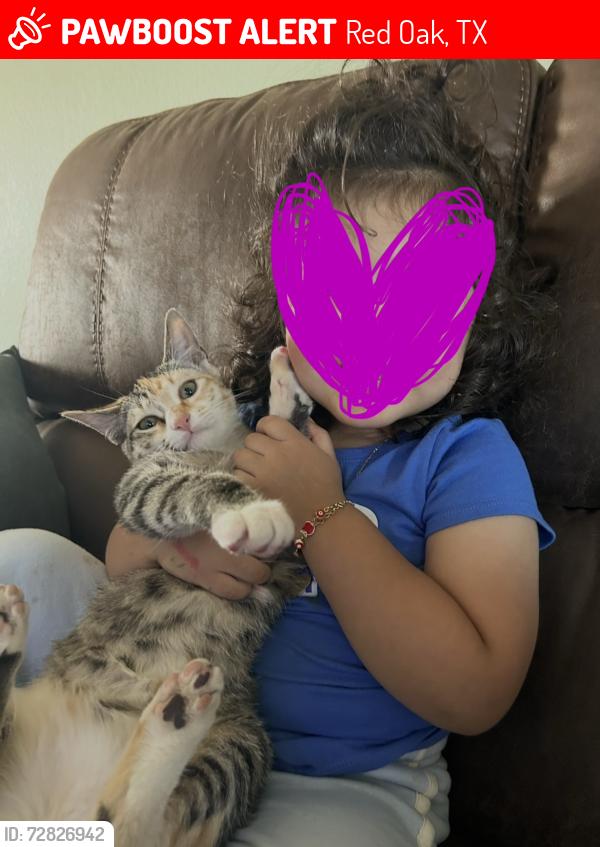 Lost Female Cat last seen Ridge Oak and Rocky Ridge , Red Oak, TX 75154