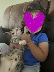 Lost Female Cat last seen Ridge Oak and Rocky Ridge , Red Oak, TX 75154