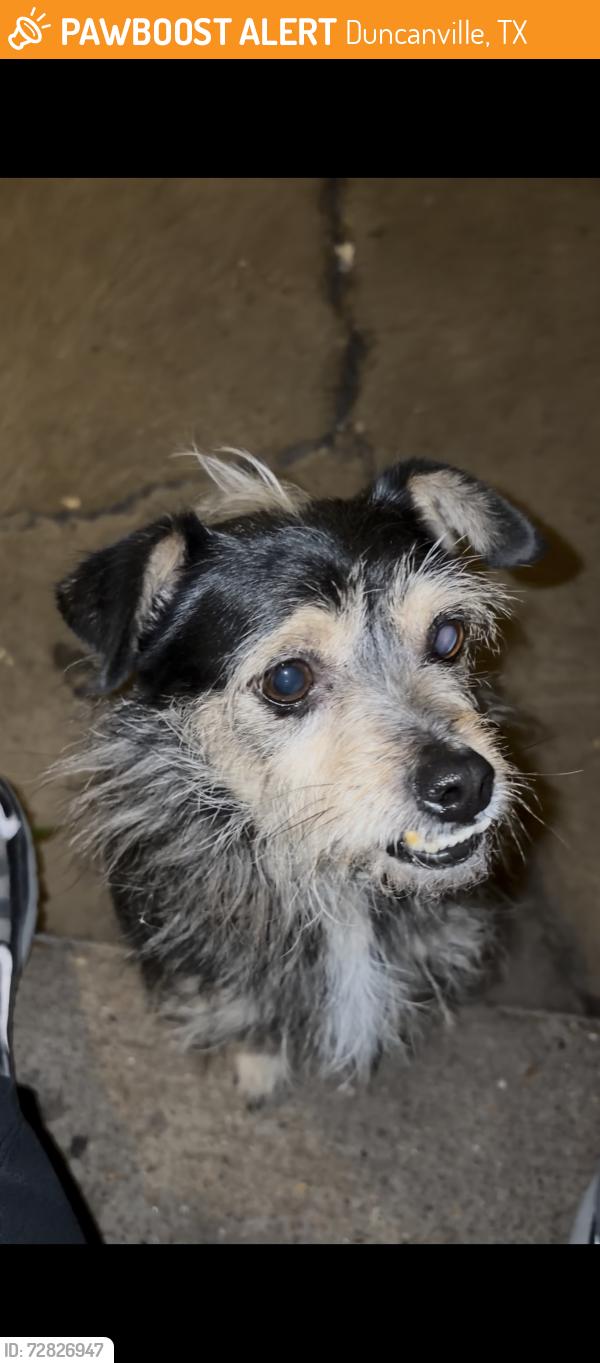 Lost Male Dog last seen E wheatland rd and S Lincoln dr, Duncanville, TX 75116