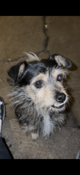 Lost Male Dog last seen E wheatland rd and S Lincoln dr, Duncanville, TX 75116