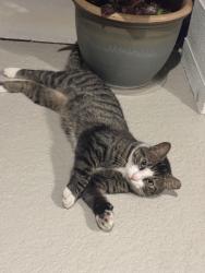 Found/Stray Unknown Cat last seen Plantation Oaks Blvd, Ormond Beach, FL 32174