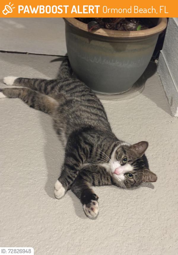 Found/Stray Unknown Cat last seen Plantation Oaks Blvd, Ormond Beach, FL 32174