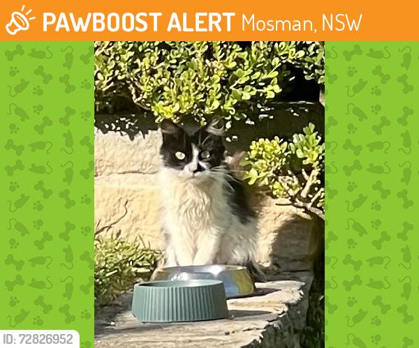 Found/Stray Unknown Cat last seen Bay Street, Mosman, NSW 2088