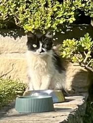 Found/Stray Unknown Cat last seen Bay Street, Mosman, NSW 2088