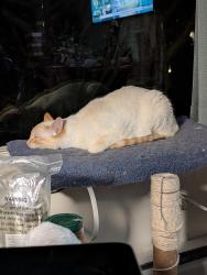 Lost Female Cat last seen Melbourne Street on 1st Street., Idaho Falls, ID 83401