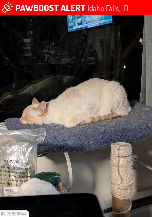 Lost Female Cat last seen Melbourne Street on 1st Street., Idaho Falls, ID 83401