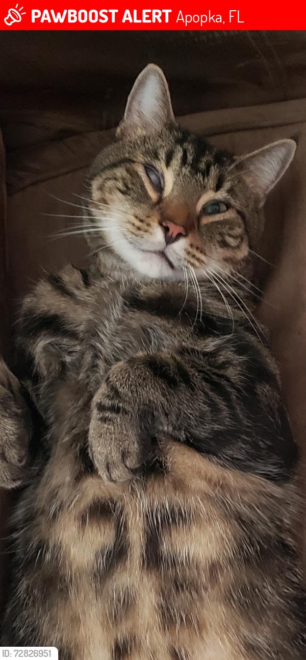 Lost Male Cat last seen Tangelwood Dr. and Midsummer, Apopka, FL 32712