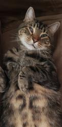 Lost Male Cat last seen Tangelwood Dr. and Midsummer, Apopka, FL 32712