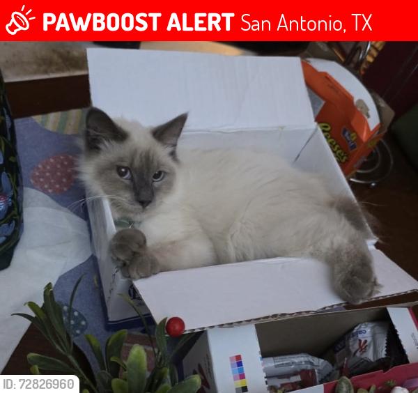 Lost Male Cat last seen star creek dr, San Antonio, TX 78251