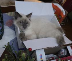 Lost Male Cat last seen star creek dr, San Antonio, TX 78251