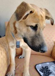 Shelter Stray Male Dog last seen Near paseo Aves Ave., COUNTY of El Paso, TX, Fort Bliss, TX 79906