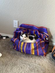 Lost Male Cat last seen Tramway and Tramway Lane, Albuquerque, NM 87122