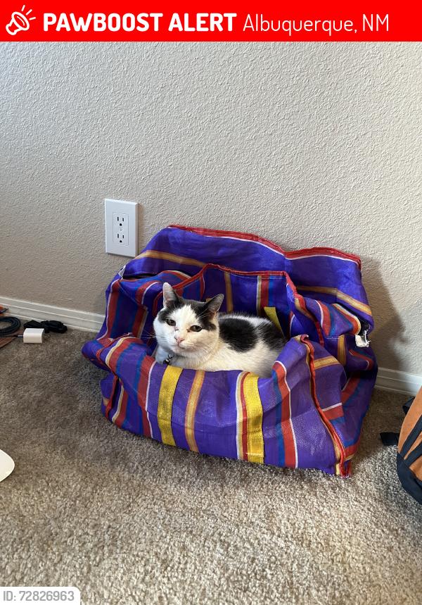 Lost Male Cat last seen Tramway and Tramway Lane, Albuquerque, NM 87122