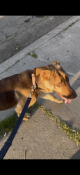 Found/Stray Male Dog last seen Empire Road, Oakland, CA 94603