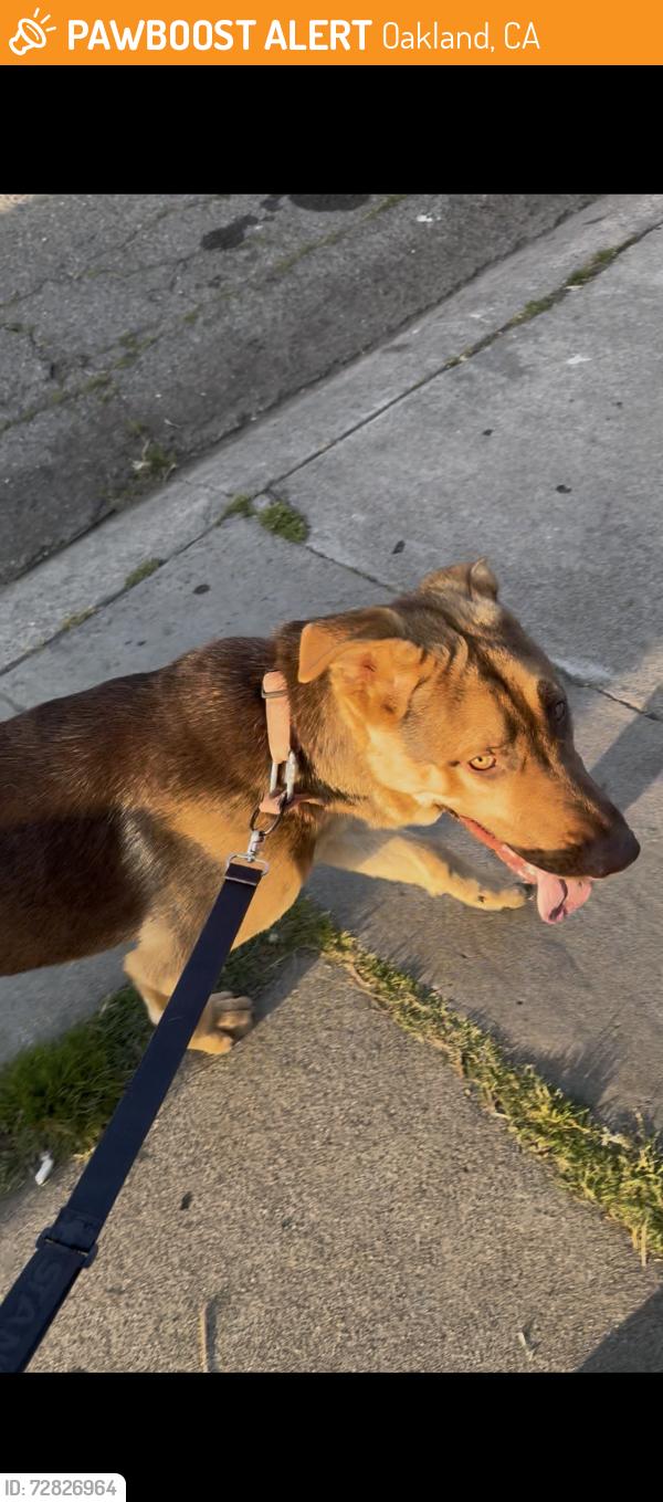 Found/Stray Male Dog last seen Empire Road, Oakland, CA 94603