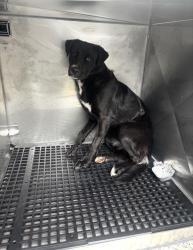 Found/Stray Unknown Dog last seen Gary Animal Control, Gary, IN 46402
