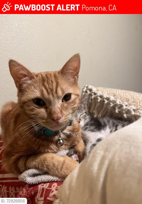 Lost Female Cat last seen Near W monterey ave, Pomona, CA 91768