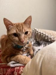 Lost Female Cat last seen Near W monterey ave, Pomona, CA 91768