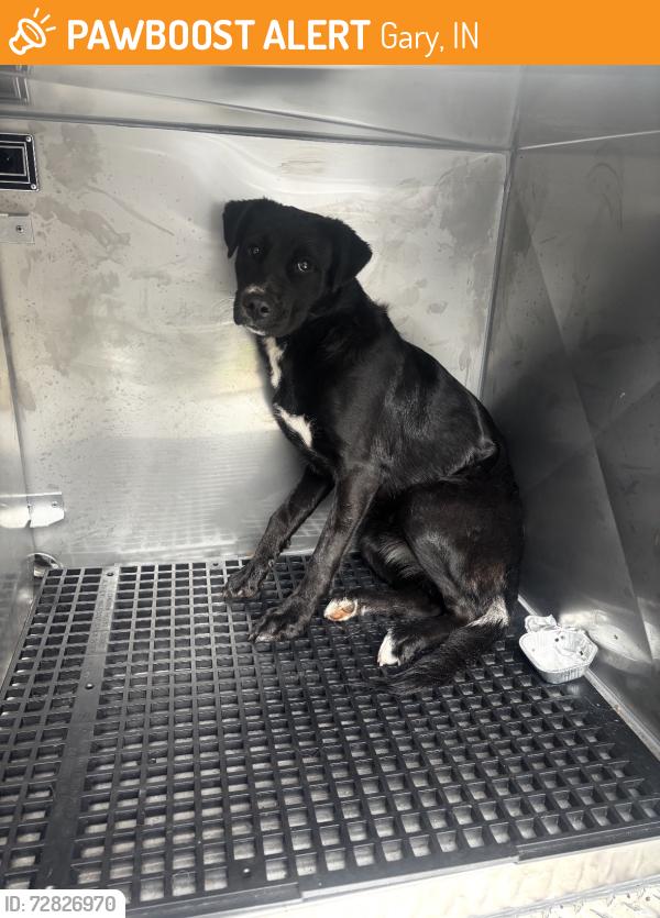 Found/Stray Unknown Dog last seen Gary Animal Control, Gary, IN 46402