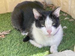 Found/Stray Male Cat last seen Seabridge, Oxnard, CA 93035