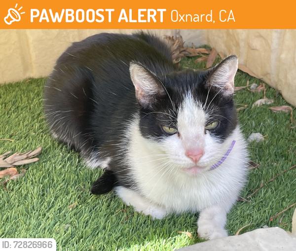 Found/Stray Male Cat last seen Seabridge, Oxnard, CA 93035