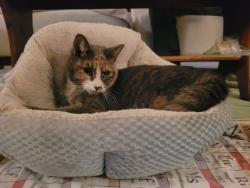 Found/Stray Unknown Cat last seen Granville and Perrin, Fresno, CA 93720